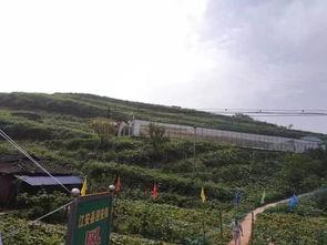 莱芜吃瓜事件泰和,泰和视角下的网络舆论风暴