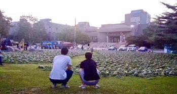 莱芜吃瓜事件泰和,泰和视角下的网络舆论风暴