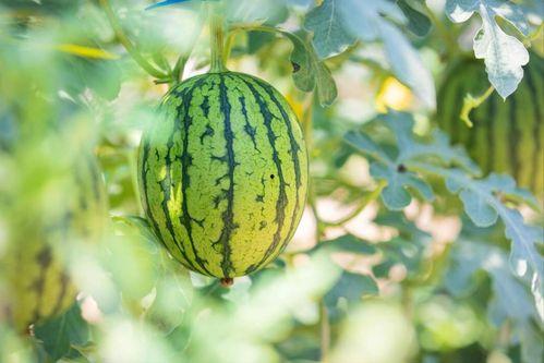 吃瓜源头.中国com,中国com带你探秘网络热点背后的真相