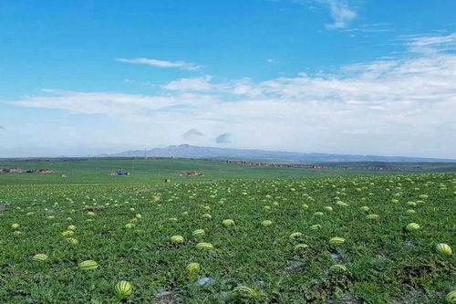 吃瓜源头.中国com,中国com带你探秘网络热点背后的真相
