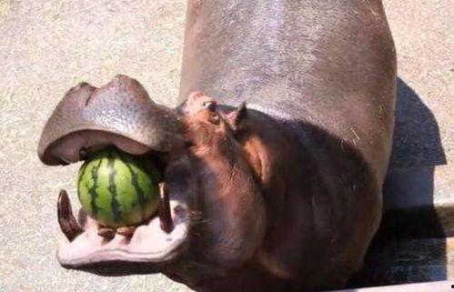 河马吃不吃瓜,揭秘河马饮食习惯