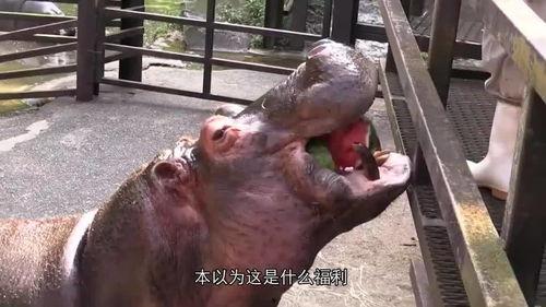 河马吃不吃瓜,揭秘河马饮食习惯