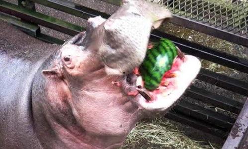 河马吃不吃瓜,揭秘河马饮食习惯