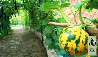 有趣的吃瓜内容,揭秘娱乐圈那些鲜为人知的幕后故事