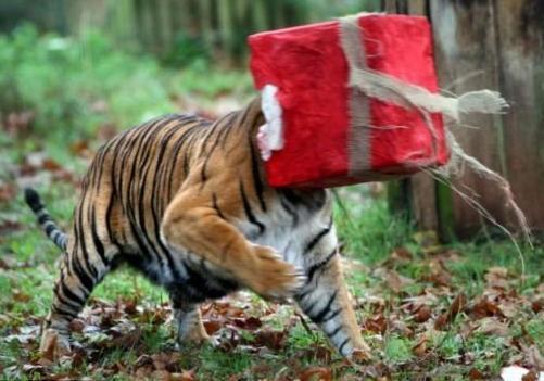 老虎弹51吃瓜,揭秘吃瓜群众的狂欢与反思