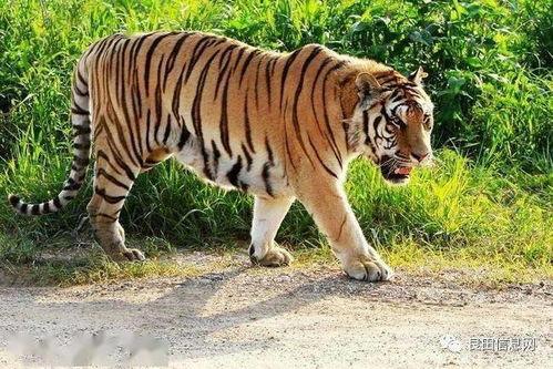 老虎弹51吃瓜,揭秘吃瓜群众的狂欢与反思