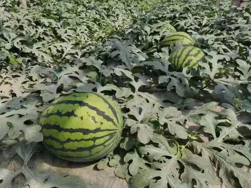 寿光婚礼吃瓜,甜蜜瞬间尽收眼底