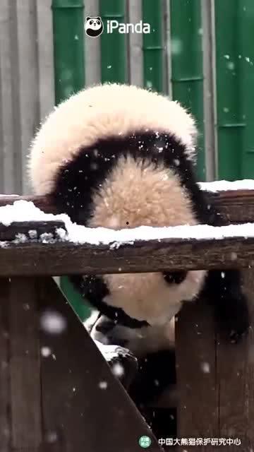吃瓜小熊王,吃瓜小熊王的趣味食光之旅