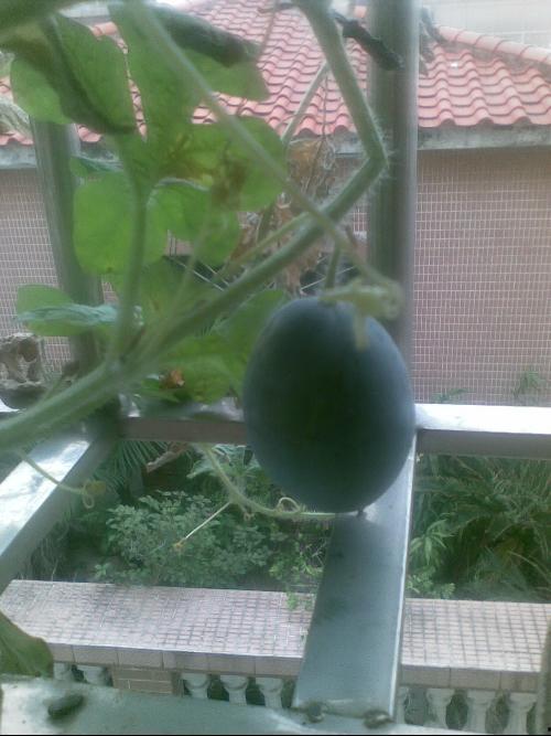 阳瓜可以吃吗,美味与营养并存的佳肴，你真的可以放心食用吗？