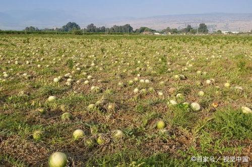 吃瓜系统温暖,揭秘网络社交的甜蜜与温馨