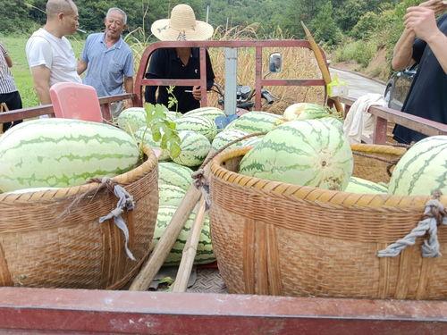 村里吃瓜人,揭秘农村吃瓜人群的欢乐生活