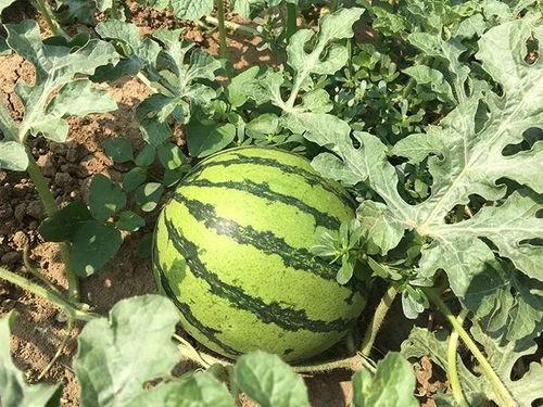 特别吃瓜11,一场网络热点的背后故事