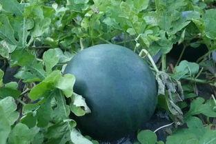 在高山吃瓜,挑战极限的味蕾之旅