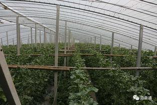 吃瓜群众与种瓜大王,揭秘瓜界风云录