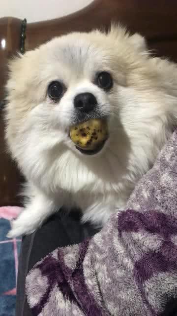 小胖吃瓜的笑,揭秘瓜界欢乐达人