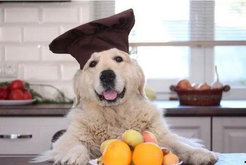 狗狗少量吃哈密瓜