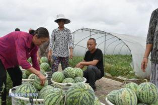 群众吃瓜水果视频,群众共享欢乐时光