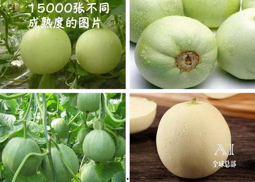 群众吃瓜水果视频,群众共享欢乐时光