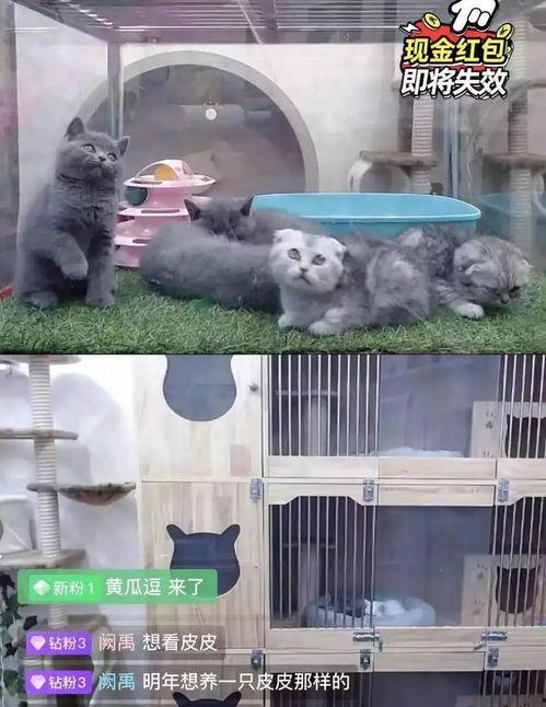 炸裂吃瓜直播间