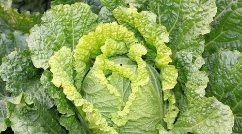 专心吃瓜啃白菜,一场味蕾的盛宴