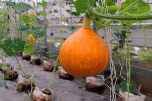 吃瓜网站地址金瓜,吃瓜群众的网络乐园