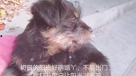 请小胖吃瓜,一场甜蜜的味蕾之旅