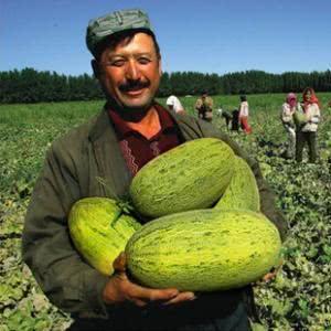 泗水欧洲城吃瓜,一场别开生面的“吃瓜”盛宴