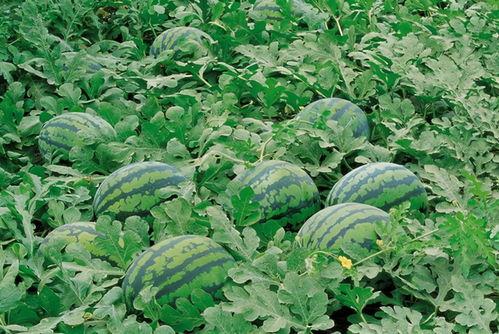 花果园吃瓜现场,夏日狂欢，瓜果飘香