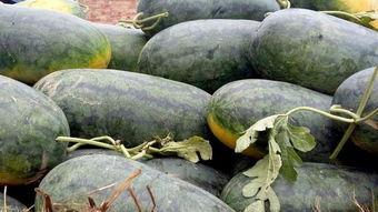 临沂沂水吃瓜事件,一场引发热议的街头冲突事件