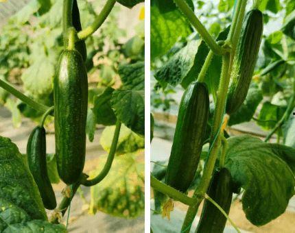 乳瓜可以晾干吃吗,传统美味的新探索