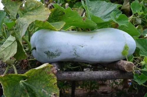 乳瓜可以晾干吃吗,传统美味的新探索