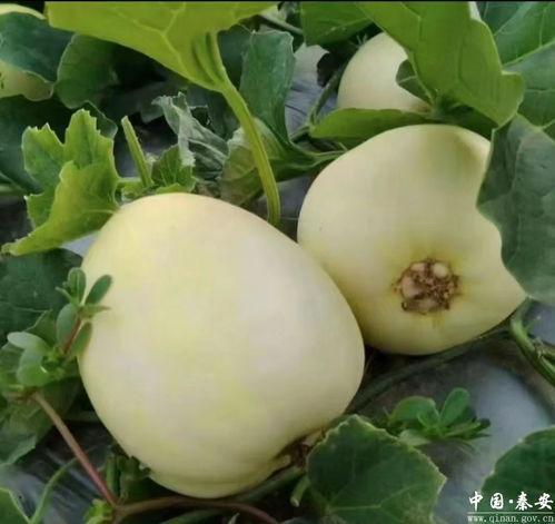 脆瓜熟了怎么吃,美味多变的食用攻略