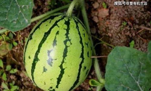 脆瓜熟了怎么吃,美味多变的食用攻略