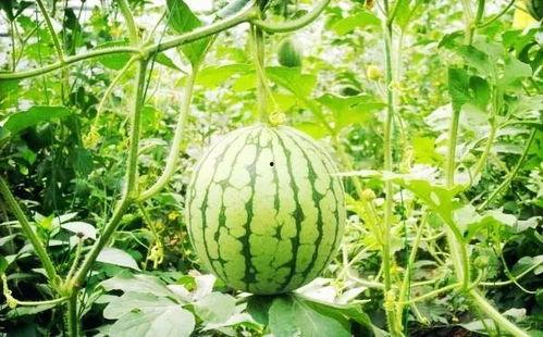 吃瓜滨州,揭秘这座城市的美食与趣事