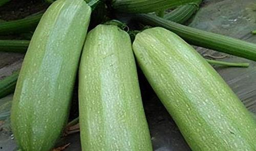 一瓜吃一月,畅享一季美味时光