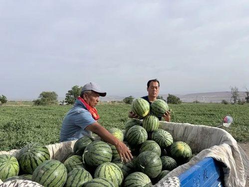 分宜吃瓜比赛,吃瓜比赛欢乐多，瓜王争霸谁主沉浮？