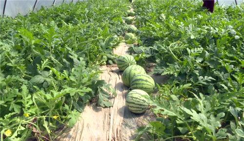 安溪最新吃瓜新闻事件,真相竟如此反转！