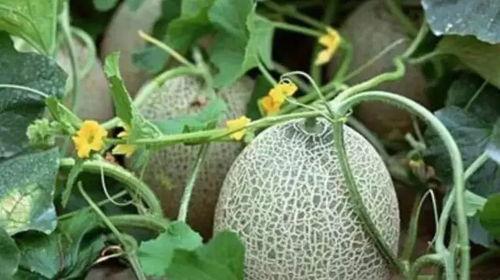 清朝吃哈密瓜,哈密瓜的传奇之旅