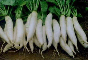 吃瓜少女魏淑芬吃萝卜,吃瓜少女的甜蜜滋味