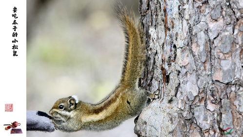 吃瓜啦小松鼠,揭秘娱乐圈那些不为人知的幕后故事