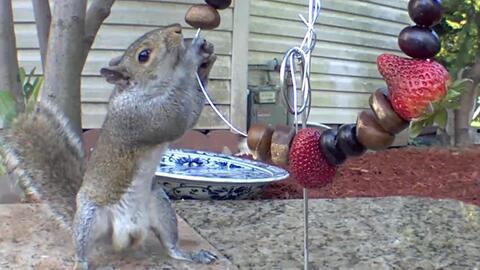吃瓜啦小松鼠,揭秘娱乐圈那些不为人知的幕后故事