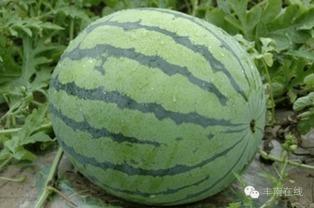 什么是吃假瓜,揭秘“吃假瓜”背后的真相与危害