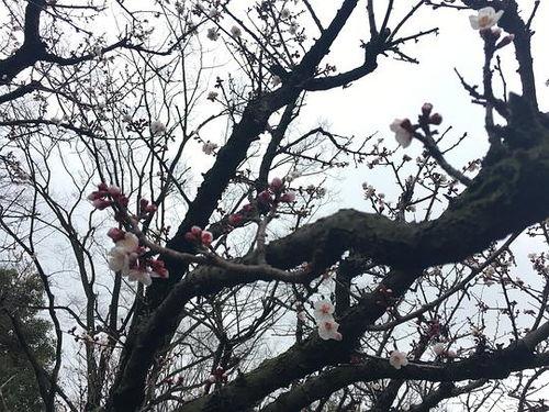 樱花社群吃瓜,揭秘吃瓜背后的网络现象