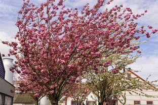 樱花社群吃瓜,揭秘吃瓜背后的网络现象