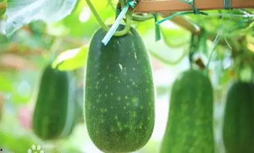 吃瓜生不生病,揭秘生病的真相与预防之道