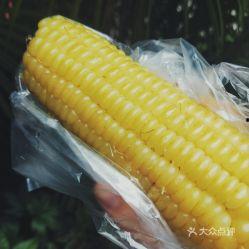 吃瓜可以吃玉米吗图片,吃瓜也能尝鲜玉米
