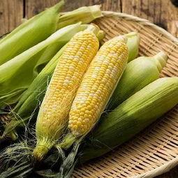 吃瓜可以吃玉米吗图片,吃瓜也能尝鲜玉米