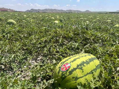 宁夏吃瓜爆料,揭秘当地美食背后的故事