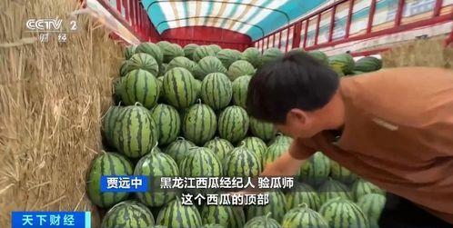 拜城吃瓜,探寻新疆拜城的甜蜜之旅