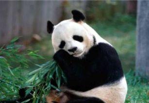 熊猫团团吃瓜蔬菜,探索蔬菜美食之旅